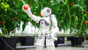 VIDEO Humanoid robot dropping a tomato in a man’s hand in a greenhouse farm - Starpik