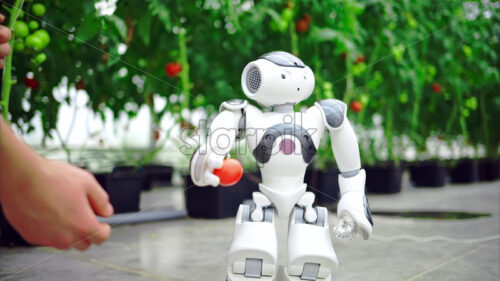 VIDEO Humanoid robot dropping a tomato in a man’s hand in a greenhouse farm - Starpik