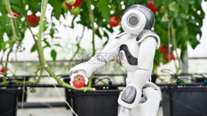 VIDEO Humanoid robot grabbing and letting go of a tomato in a greenhouse farm - Starpik