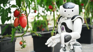 VIDEO Humanoid robot moving near rows of tomatoes in a greenhouse farm - Starpik