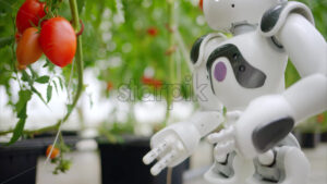 VIDEO Humanoid robot moving near rows of tomatoes in a greenhouse farm - Starpik