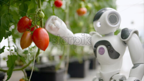 VIDEO Humanoid robot moving near rows of tomatoes in a greenhouse farm - Starpik