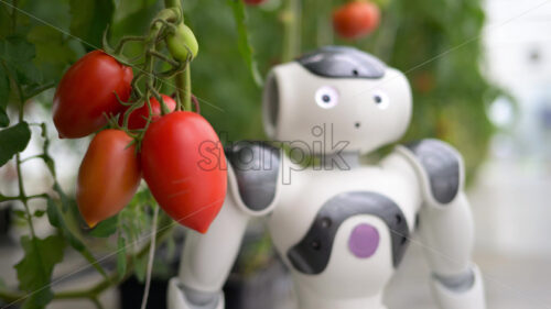 VIDEO Humanoid robot standing near rows of tomatoes in a greenhouse farm - Starpik