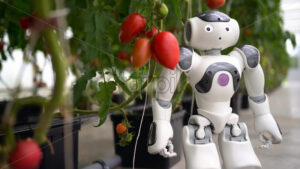 VIDEO Humanoid robot standing near rows of tomatoes in a greenhouse farm - Starpik