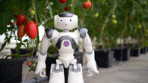 VIDEO Humanoid robot standing near rows of tomatoes in a greenhouse farm - Starpik