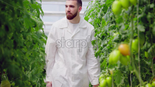 VIDEO Laboratory technician in a white coat analysing tomatoes grown in a greenhouse - Starpik