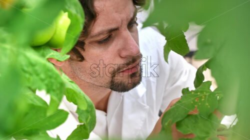 VIDEO Laboratory technician in a white coat analysing tomatoes grown in a greenhouse - Starpik