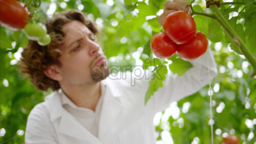 VIDEO Laboratory technician in a white coat analysing tomatoes grown in a greenhouse - Starpik