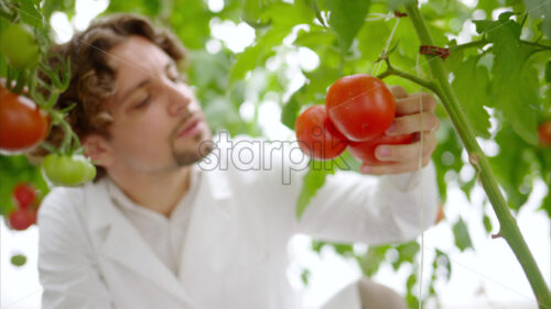 VIDEO Laboratory technician in a white coat analysing tomatoes grown in a greenhouse - Starpik