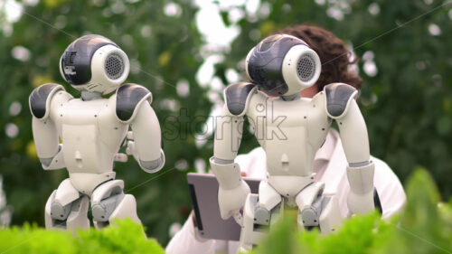 VIDEO Laboratory technician in a white coat holding a tablet and analysing two humanoid robots in a greenhouse farm - Starpik