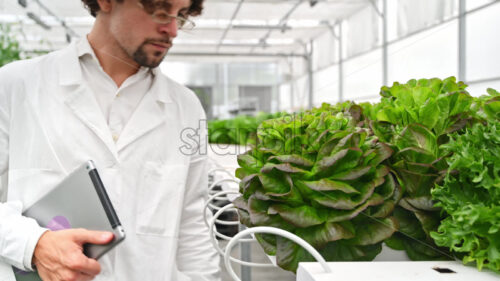 VIDEO Laboratory technician in a white coat, holding a tablet while analysing plants grown with the Hydroponic method in a greenhouse - Starpik