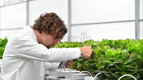 VIDEO Laboratory technician in a white coat, holding a tablet while analysing plants grown with the Hydroponic method in a greenhouse - Starpik