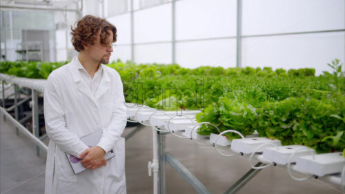 VIDEO Laboratory technician in a white coat, holding a tablet while analysing plants grown with the Hydroponic method in a greenhouse - Starpik