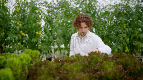 VIDEO Laboratory technician in a white coat, holding a tablet while analysing plants grown with the Hydroponic method in a greenhouse - Starpik