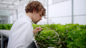 VIDEO Laboratory technician in a white coat, holding a tablet while analysing plants grown with the Hydroponic method in a greenhouse - Starpik
