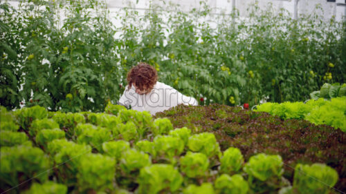 VIDEO Laboratory technician in a white coat, holding a tablet while analysing plants grown with the Hydroponic method in a greenhouse - Starpik