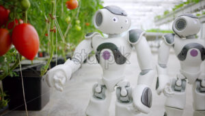VIDEO Laboratory technician in a white coat interacting with two humanoid robots near rows of tomatoes, in a greenhouse farm - Starpik