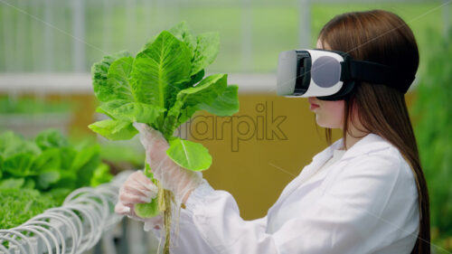 VIDEO Laboratory technician in a white coat wearing a Virtual Reality headset, analysing lettuce grown with the Hydroponic method in a greenhouse - Starpik