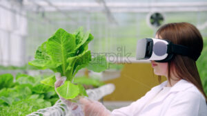 VIDEO Laboratory technician in a white coat wearing a Virtual Reality headset, analysing lettuce grown with the Hydroponic method in a greenhouse - Starpik