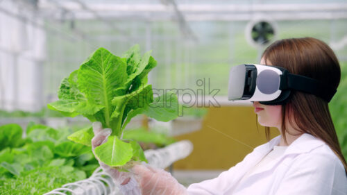 VIDEO Laboratory technician in a white coat wearing a Virtual Reality headset, analysing lettuce grown with the Hydroponic method in a greenhouse - Starpik