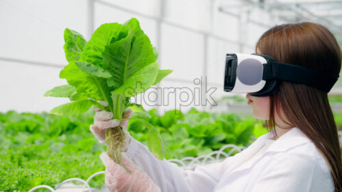 VIDEO Laboratory technician in a white coat wearing a Virtual Reality headset, analysing lettuce grown with the Hydroponic method in a greenhouse - Starpik