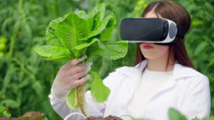 VIDEO Laboratory technician in a white coat wearing a Virtual Reality headset, analysing lettuce grown with the Hydroponic method in a greenhouse - Starpik