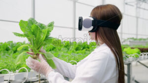 VIDEO Laboratory technician in a white coat wearing a Virtual Reality headset, analysing lettuce grown with the Hydroponic method in a greenhouse - Starpik