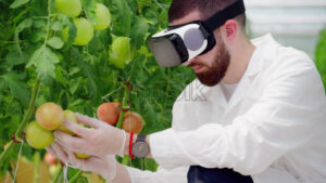 VIDEO Laboratory technician in a white coat wearing a Virtual Reality headset, analysing tomatoes grown in a greenhouse - Starpik