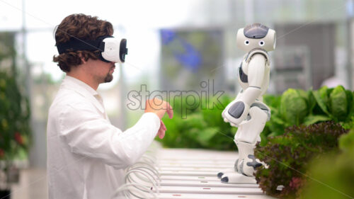 VIDEO Laboratory technician in a white coat wearing virtual reality headset interacting with humanoid robot near different types of lettuce in a greenhouse farm - Starpik