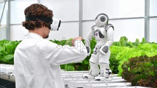 VIDEO Laboratory technician in a white coat wearing virtual reality headset interacting with humanoid robot near different types of lettuce in a greenhouse farm - Starpik