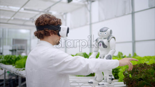 VIDEO Laboratory technician in a white coat wearing virtual reality headset interacting with humanoid robot near different types of lettuce in a greenhouse farm - Starpik