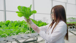 VIDEO Laboratory technician in a white coat working with plants grown with the Hydroponic method in a greenhouse - Starpik