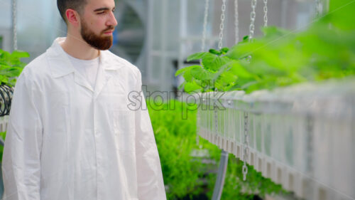 VIDEO Laboratory technician in white coat analysing wild strawberry grown with the Hydroponic method in a greenhouse - Starpik