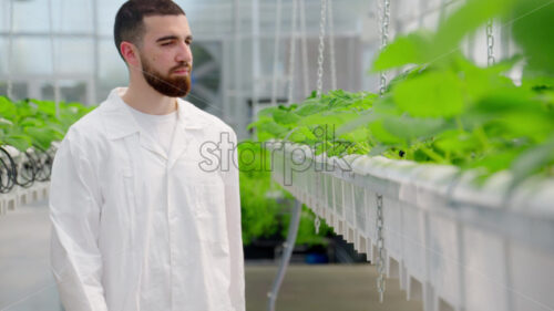 VIDEO Laboratory technician in white coat analysing wild strawberry grown with the Hydroponic method in a greenhouse - Starpik