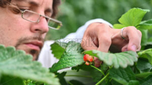 VIDEO Laboratory technician in white coat analysing wild strawberry grown with the Hydroponic method in a greenhouse - Starpik