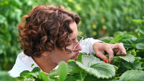 VIDEO Laboratory technician in white coat analysing wild strawberry grown with the Hydroponic method in a greenhouse - Starpik