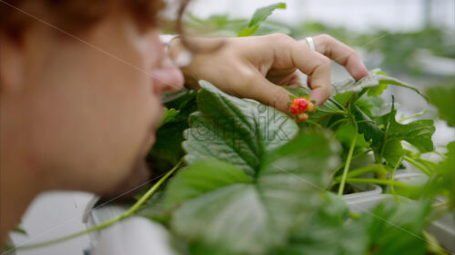 VIDEO Laboratory technician in white coat analysing wild strawberry grown with the Hydroponic method in a greenhouse - Starpik