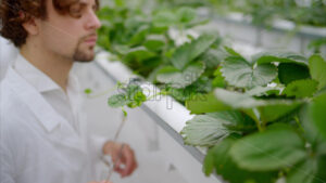 VIDEO Laboratory technician in white coat analysing wild strawberry grown with the Hydroponic method in a greenhouse - Starpik