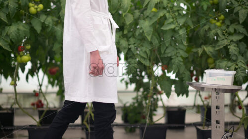 VIDEO Mobile robotics station and laboratory technician moving near rows of tomatoes in a greenhouse farm - Starpik