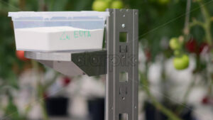 VIDEO Mobile robotics station moving near rows of tomatoes in a greenhouse farm - Starpik