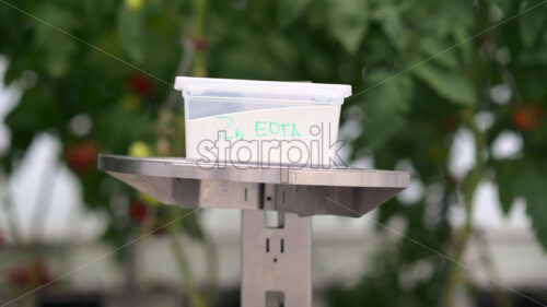 VIDEO Mobile robotics station moving near rows of tomatoes in a greenhouse farm - Starpik