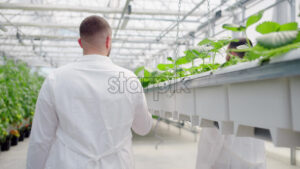 VIDEO Three laboratory technicians in white coats analysing wild strawberry grown with the Hydroponic method in a greenhouse - Starpik