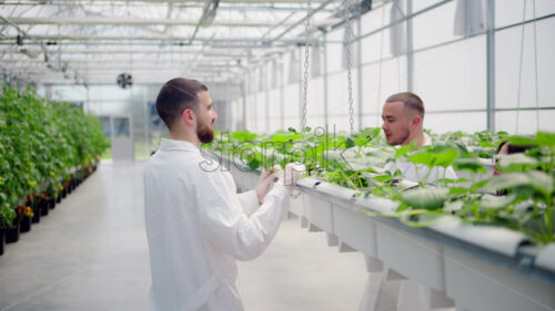 VIDEO Three laboratory technicians in white coats working with wild strawberry grown with the Hydroponic method in a greenhouse - Starpik