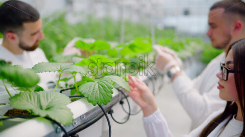 VIDEO Three laboratory technicians in white coats working with wild strawberry grown with the Hydroponic method in a greenhouse - Starpik