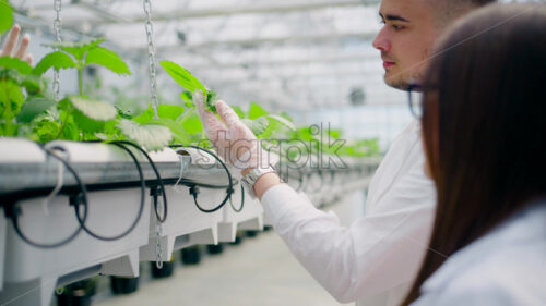 VIDEO Three laboratory technicians in white coats working with wild strawberry grown with the Hydroponic method in a greenhouse - Starpik