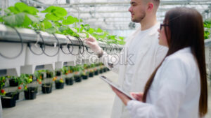 VIDEO Three laboratory technicians in white coats working with wild strawberry grown with the Hydroponic method in a greenhouse - Starpik