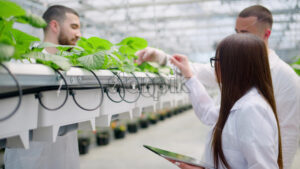 VIDEO Three laboratory technicians in white coats working with wild strawberry grown with the Hydroponic method in a greenhouse - Starpik