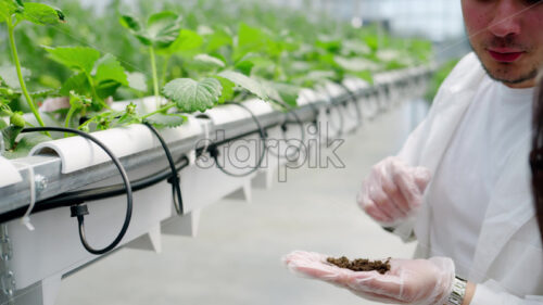 VIDEO Three laboratory technicians in white coats working with wild strawberry grown with the Hydroponic method in a greenhouse - Starpik