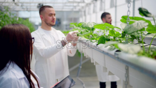 VIDEO Three laboratory technicians in white coats working with wild strawberry grown with the Hydroponic method in a greenhouse - Starpik