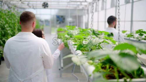 VIDEO Three laboratory technicians in white coats working with wild strawberry grown with the Hydroponic method in a greenhouse - Starpik